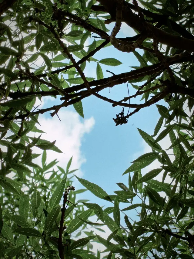 Sunlight through green leaves, seen from below.